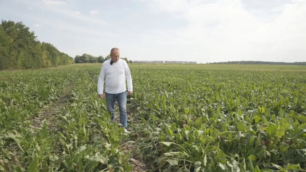 На Вінниччині прогнозують менший урожай цукрового буряка через похолодання