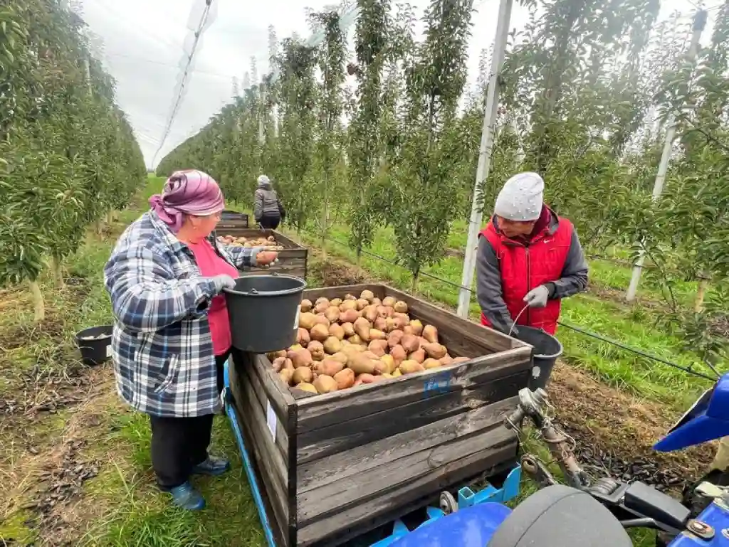 Весняні морози знизили врожай груш на Вінниччині: фермери сподіваються на вищі ціни