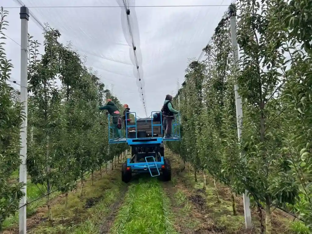 Весняні морози знизили врожай груш на Вінниччині: фермери сподіваються на вищі ціни