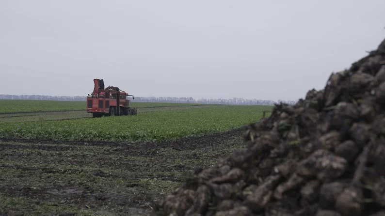 На Вінниччині розпочалися бурякові жнива: врожайність перевищує 600 центнерів з гектара