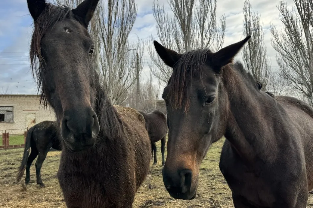Подвійна евакуація і новий старт: як врятовані коні облаштовуються у Миколаєві
