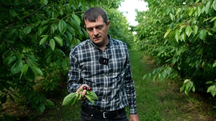 Збитки через аномальні зливи: чому на Вінниччині масово гине врожай ранньої черешні