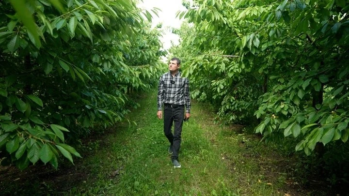 Збитки через аномальні зливи: чому на Вінниччині масово гине врожай ранньої черешні