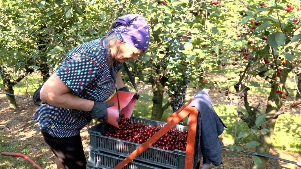 Заморозки та дефіцит рук: як на Хмельниччині рятують урожай вишні