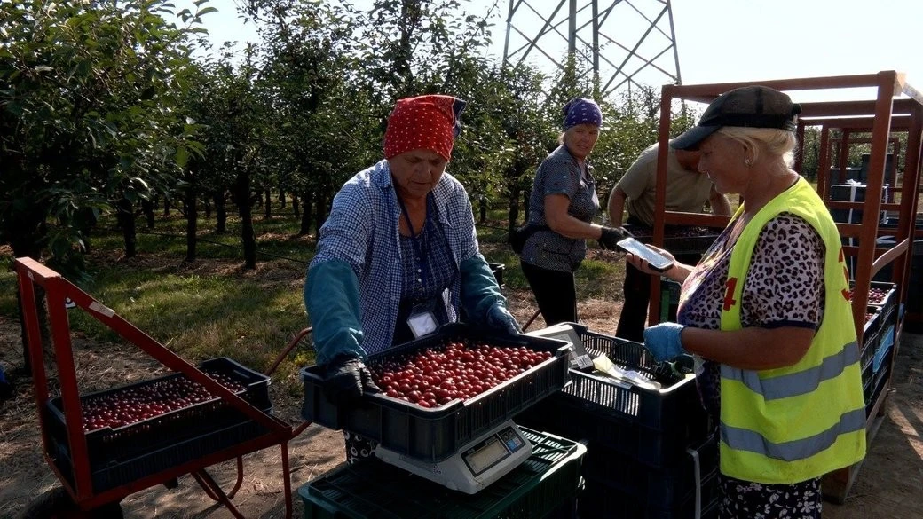 Заморозки та дефіцит рук: як на Хмельниччині рятують урожай вишні